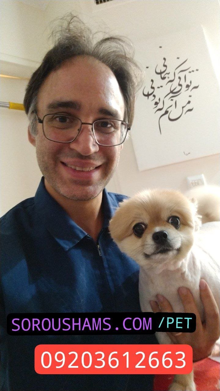 سروشمس متخصص در اصلاح و آرایش سگ در تهران